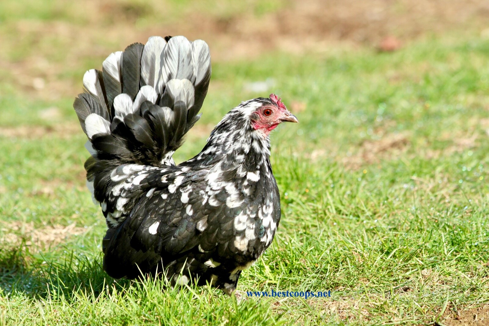 12+ Fertile Show Quality Serama Chicken Hatching Eggs