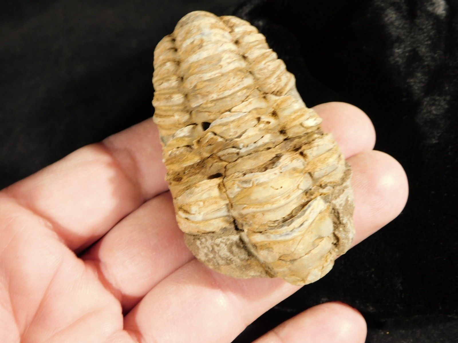 Big! 460 MILLION Year Old! Flexicalymene TRILOBITE Fossil Morocco 74.5gr