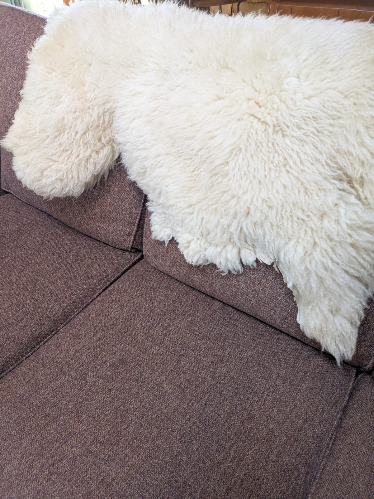 Champagne Color Curly Sheepskin Rug or Throw ,100% Natural Sheepskin