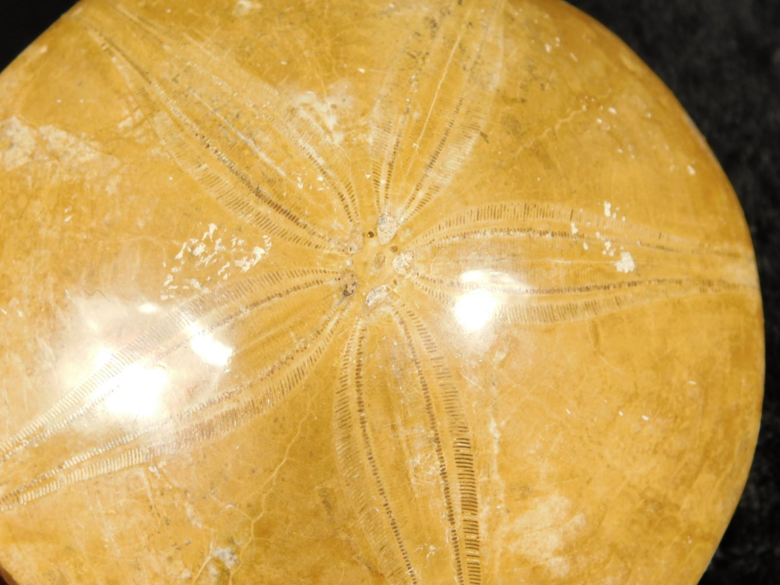Big! Polished 150 Million Year Old! SAND DOLLAR Fossil Madagascar 195gr