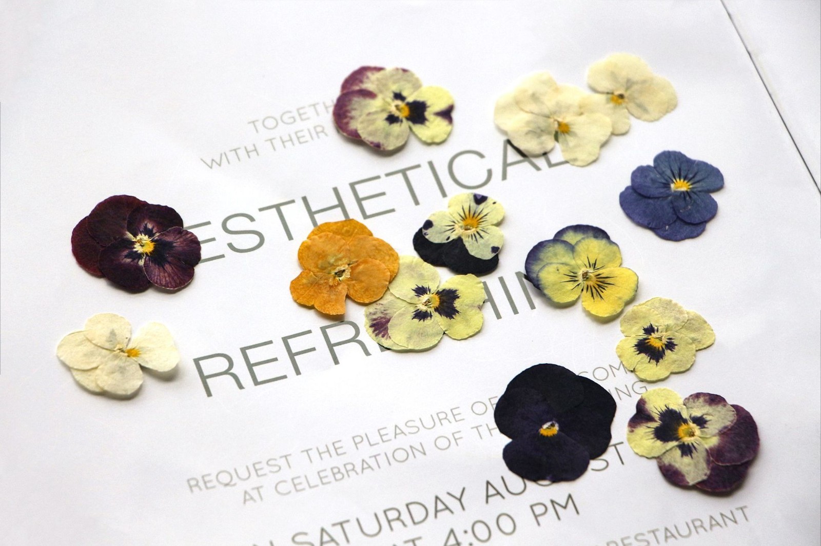 16PCS real Pressed dried Pansies/Violas flowers Collection FSS508