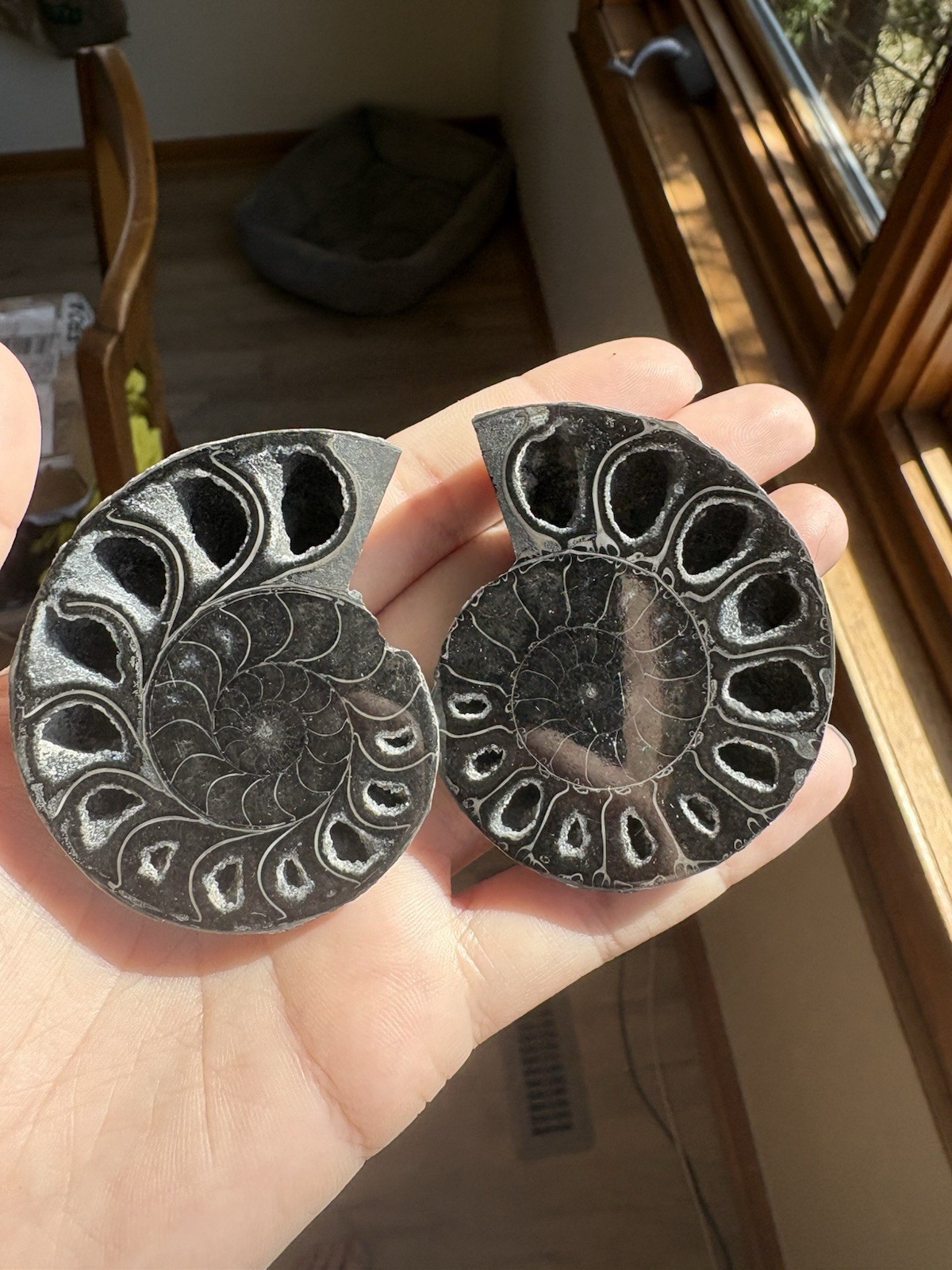 Black Ammonite Fossil Pair