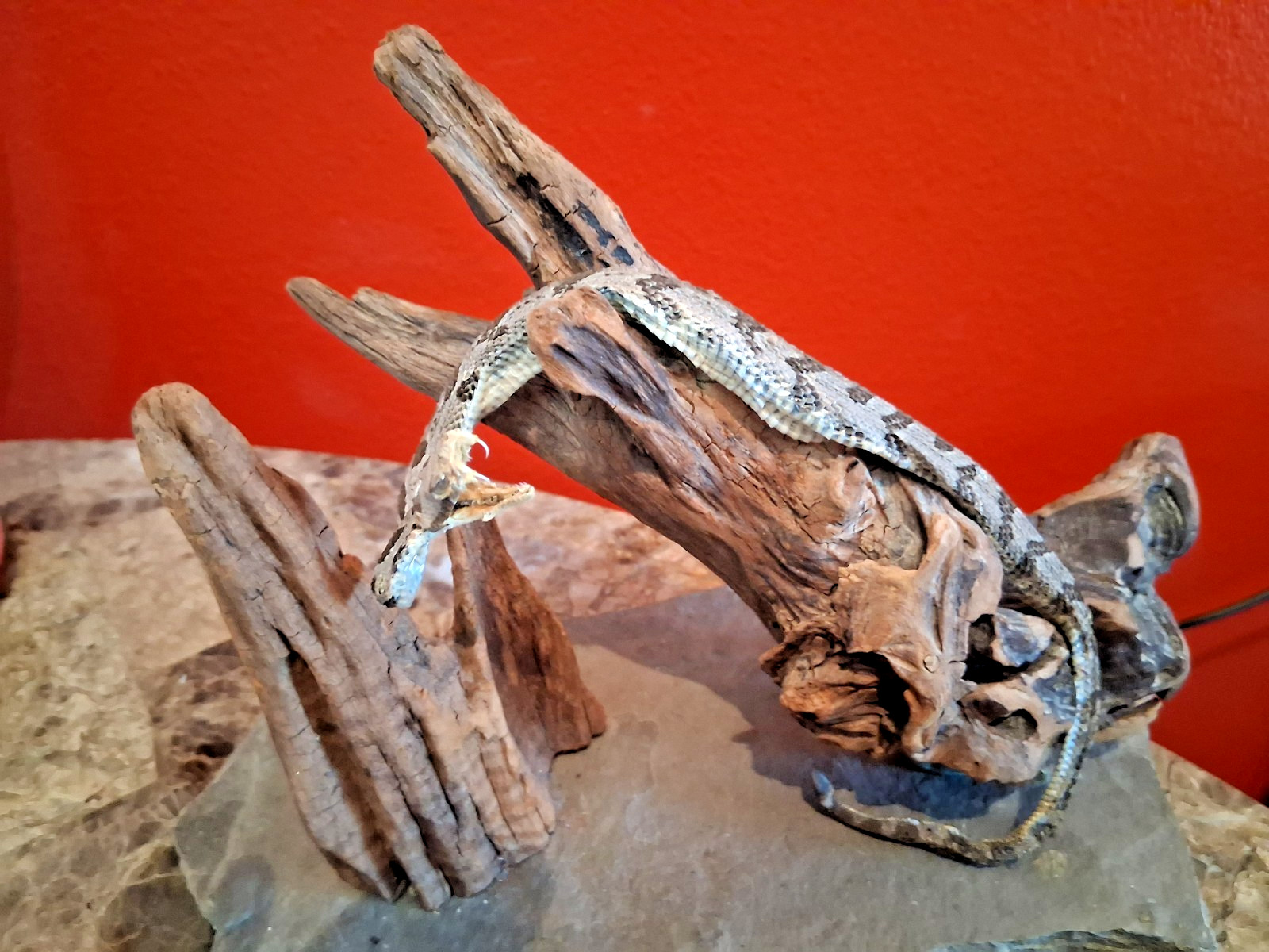 Real Rattlesnake Taxidermy Mount Genuine Rattle Snake Mounted On Driftwood Base