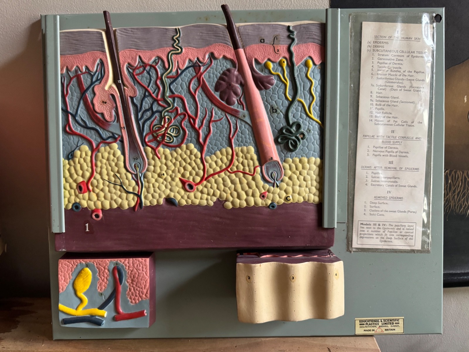 Vintage anatomical model of SKIN Hair follicle & sweat glands