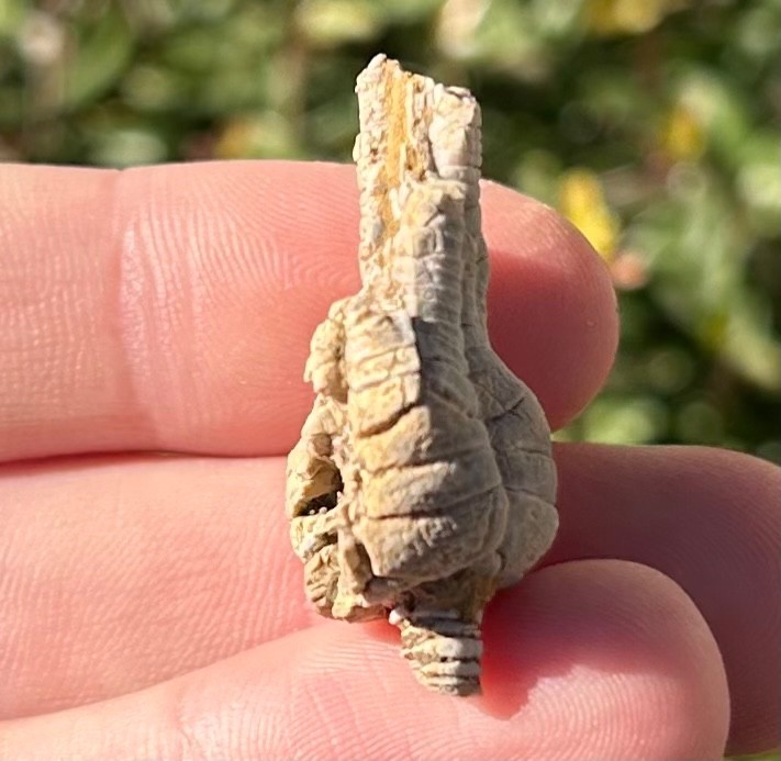 Alabama Fossil Crinoid Alcimocrinus ornatus Bangor Limestone Formation NICE