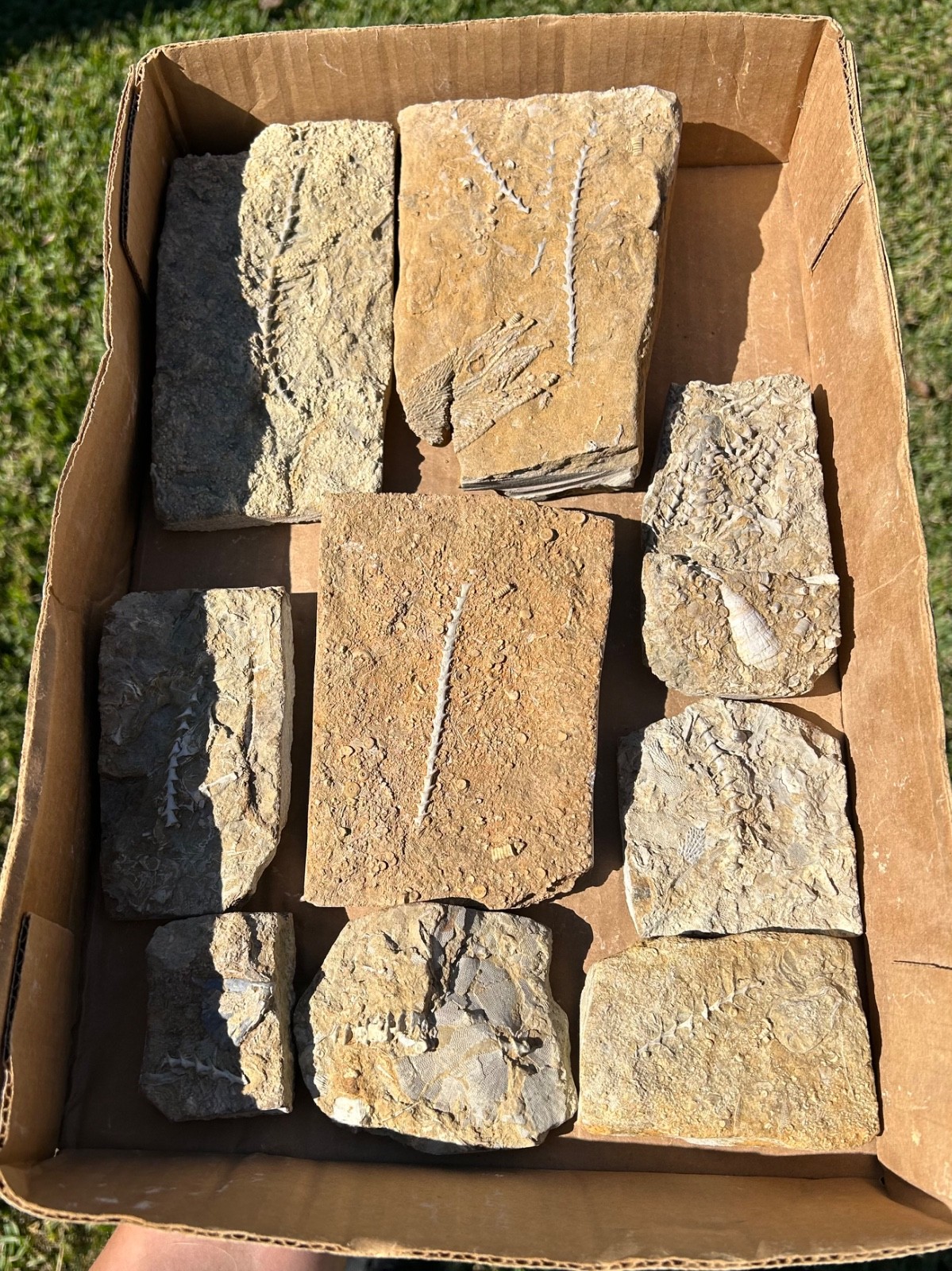 Fossil Bryozoans LOT Archimedes Screws Fronds Wholesale Alabama Bangor Limestone