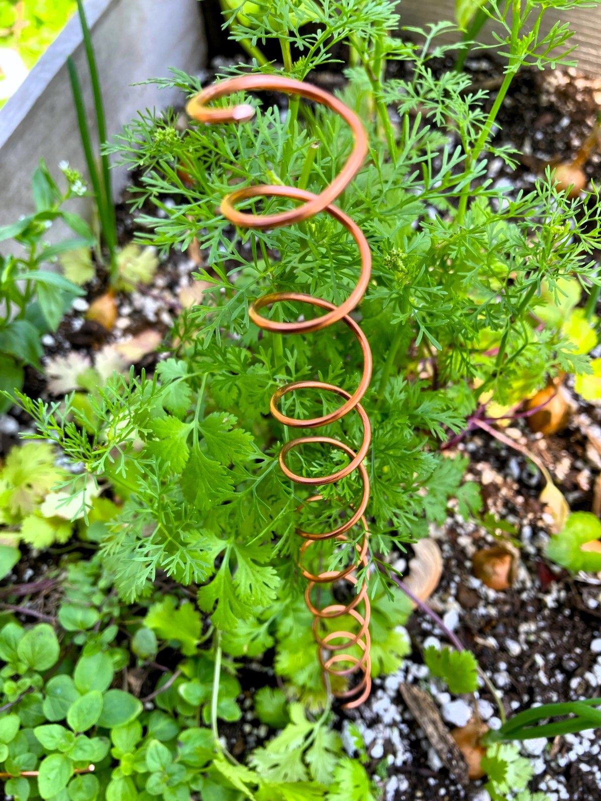 ElectroCulture Copper Coil Antenna Plant Stakes for Gardening and Farming