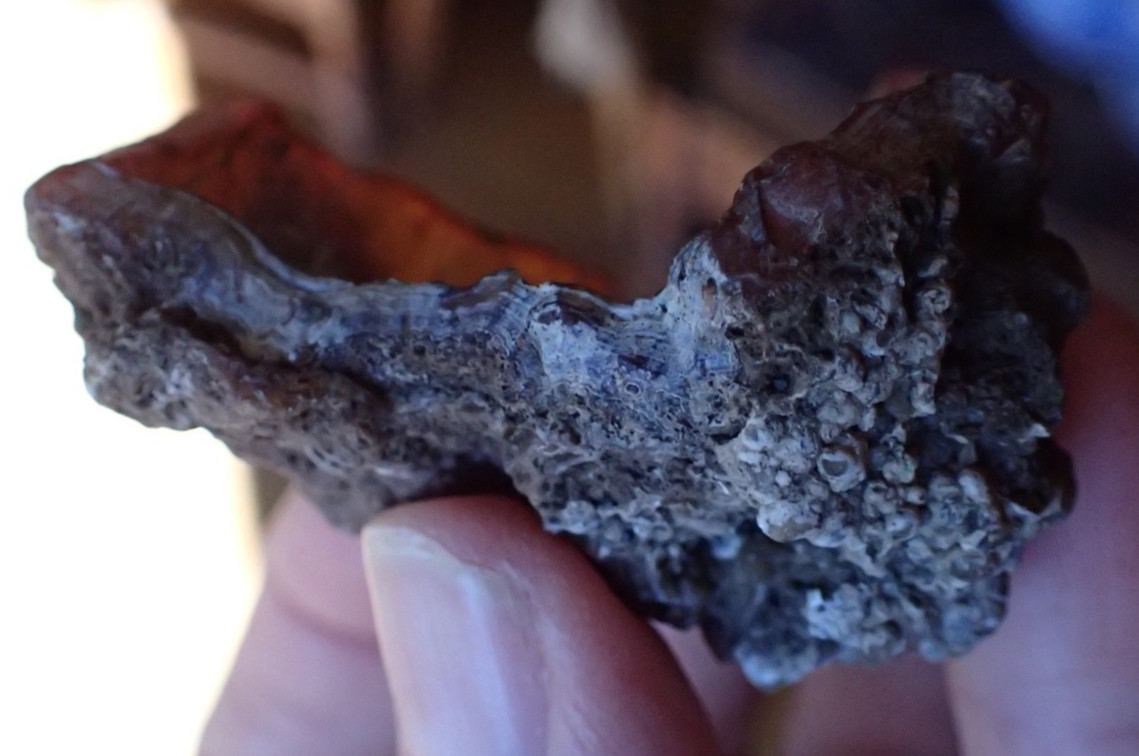 Botryoidal Fossil Coral Geode Fragment GA Agate Amber Display Sea Specimen WC41