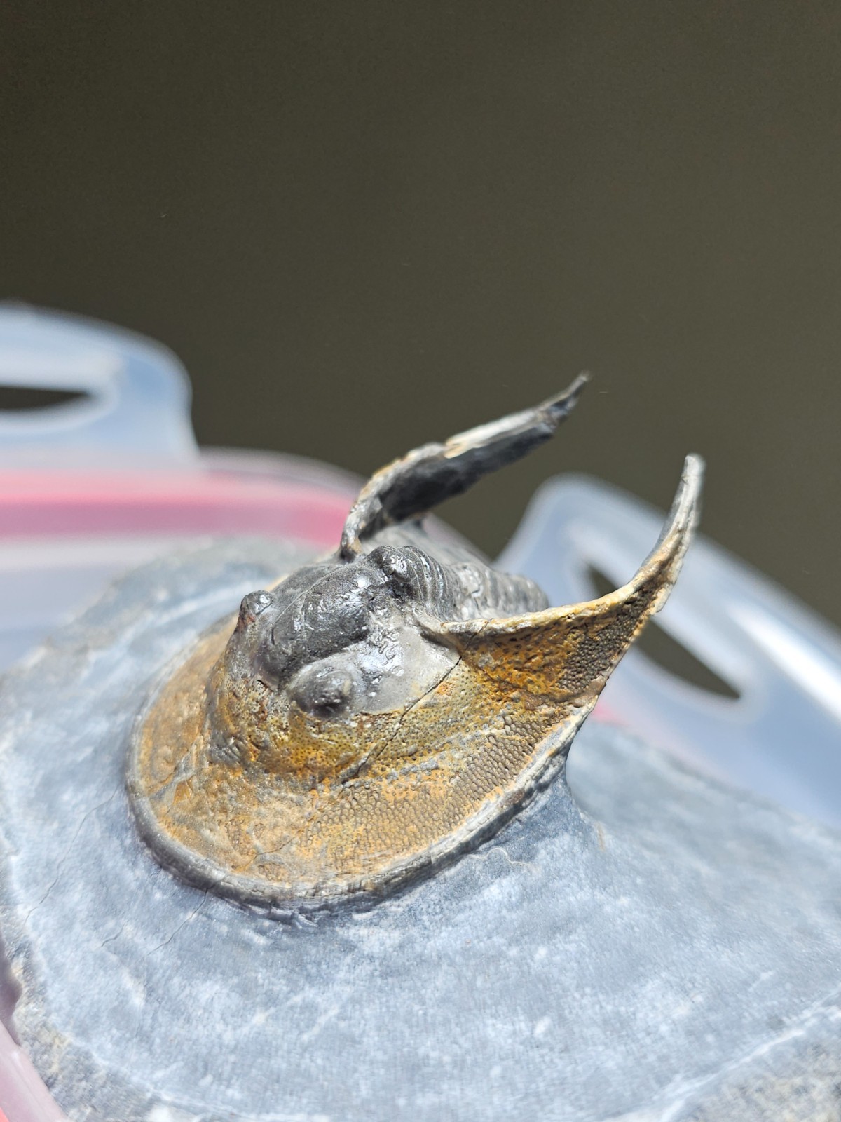 FOSSIL TRILOBITE Harpes (Scotoharpes) FROM DEVONIAN MOROCCO