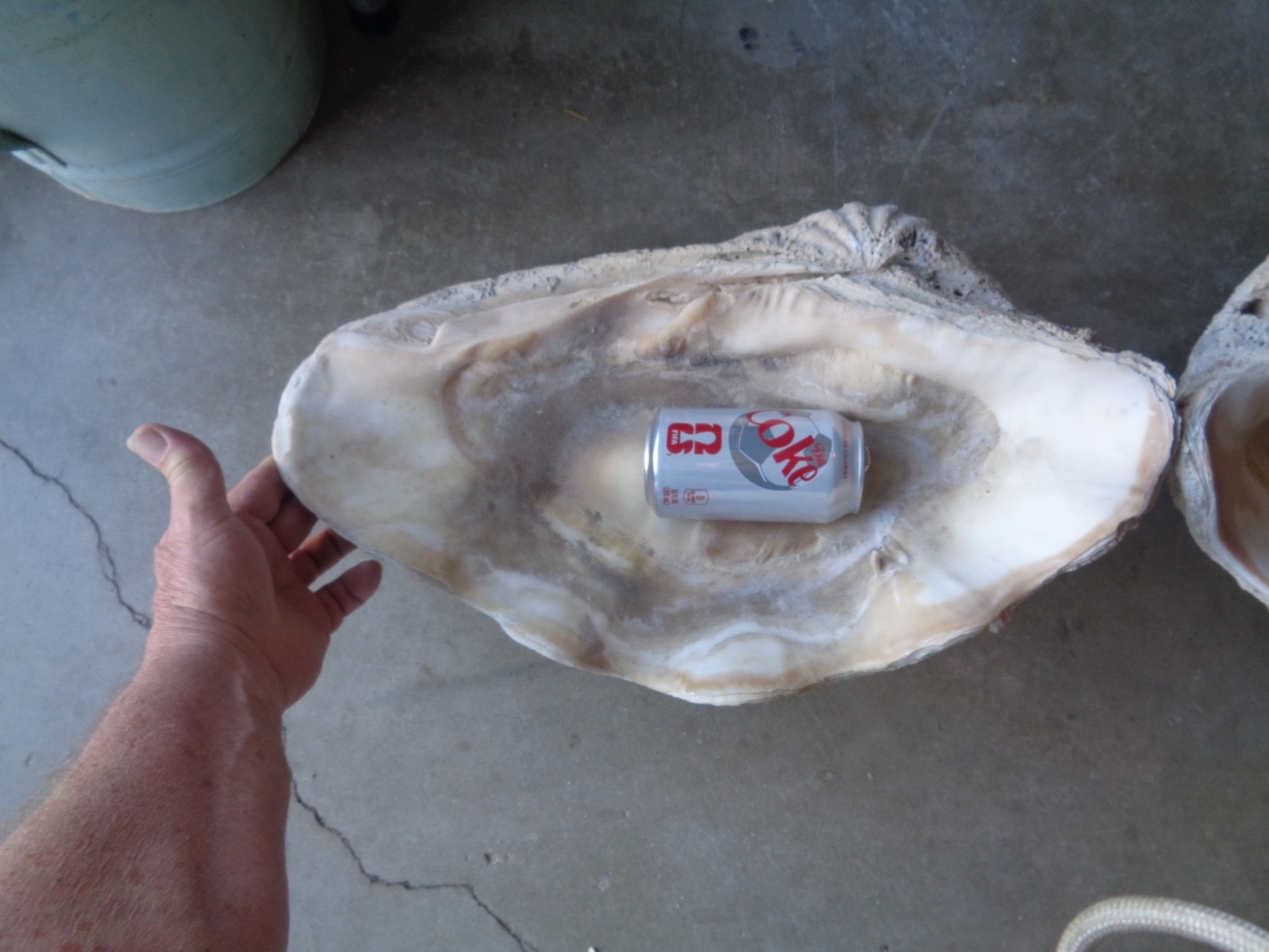 Tridacna Gigas Clam Shell Set Beautiful Matching Pair Giant Old Nautical Shells