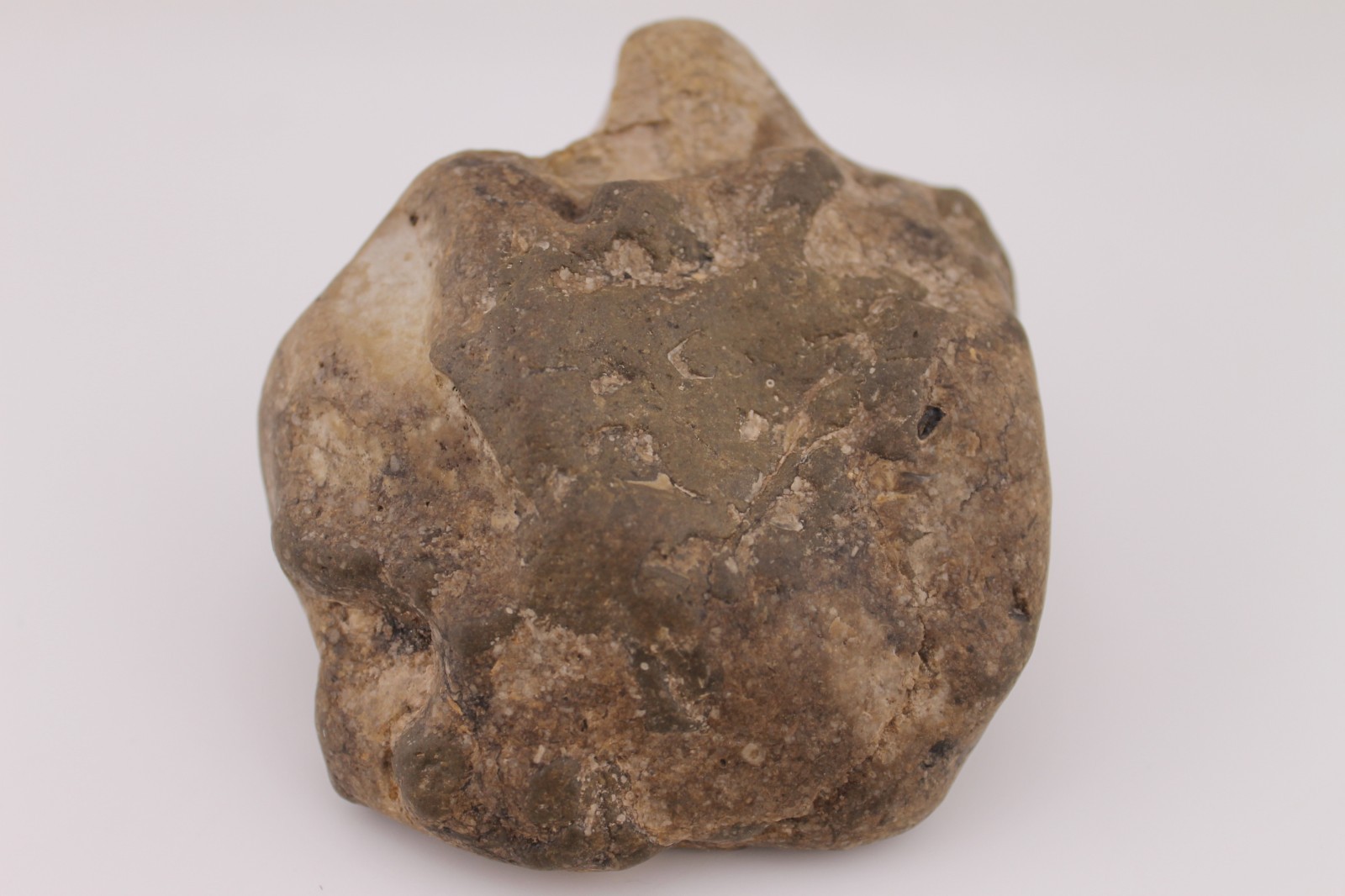 Horseshoe Crab Permineralized Compression Fossil