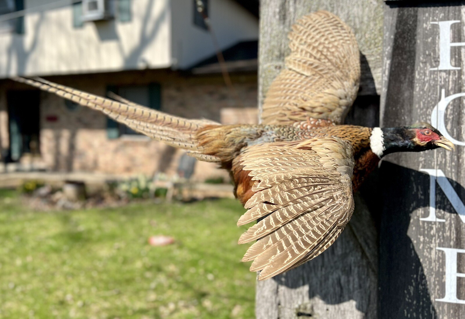 Vintage PAIR Real Ringneck Flying Pheasants Wall Mounts Taxidermy LOCAL PICKUP