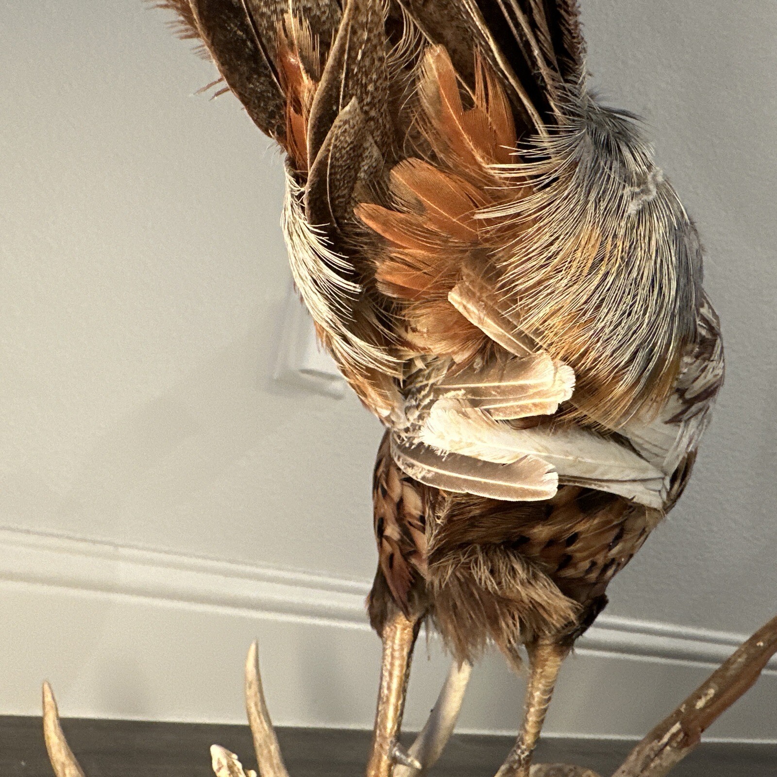 Pheasant Ring Neck Taxidermy Table / Shelf Display Mount