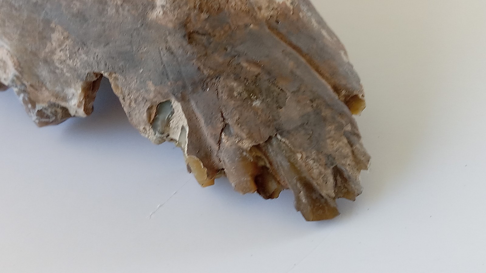 Camel Jaw Teeth Fossil From Badlands South Dakota