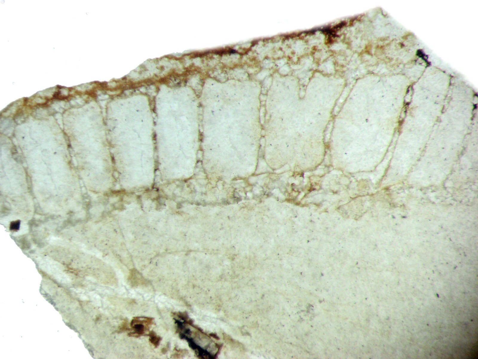 Geological Rock Formation & fossil Thin Section collection 100 slides in case