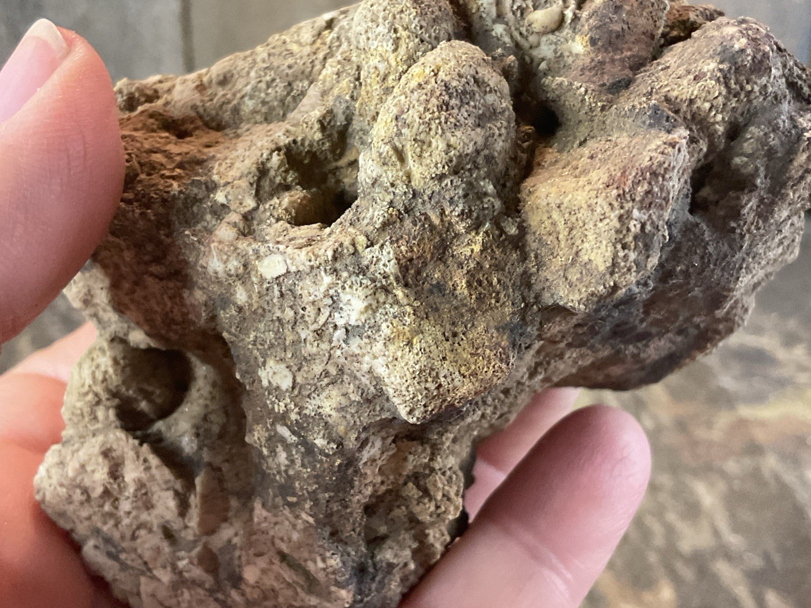 Missouri Druzy Quartz Fossilized Coral Stone Display