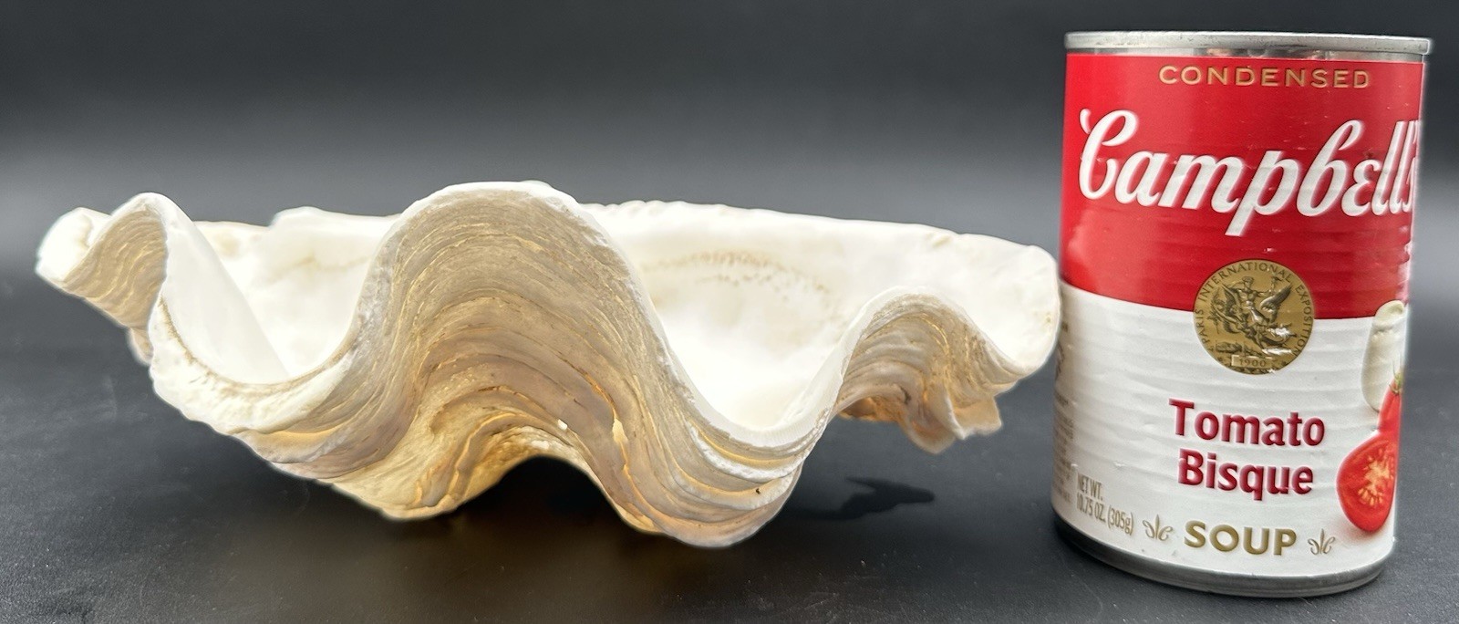 Giant Clam Sea Shell Tridacna Gigas 8 by 5 1/4 Inch Scalloped Natural 610 Grams