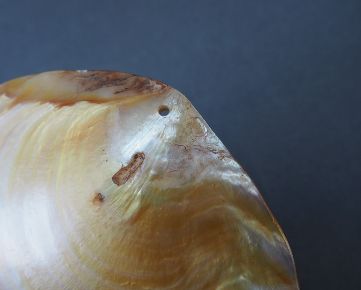 BEAUTIFUL OLD MOUNTED OCEANIC NEW BRITAIN PAPUA NEW GUINEA ARAWE CURRENCY SHELL