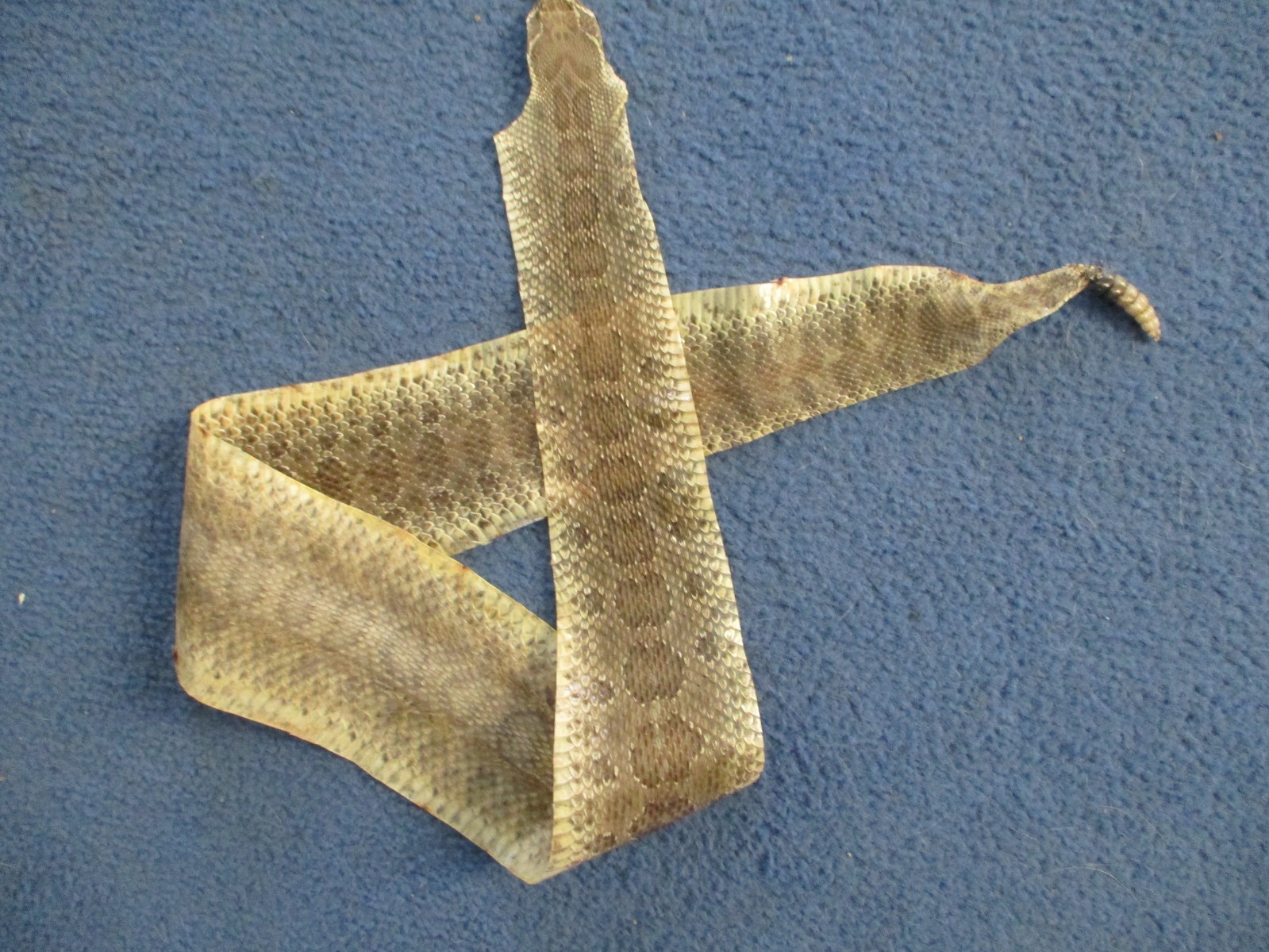 rattlesnake skin prairie rattle snake hide SOFT TANNED wrap pen blanks 34 in S2