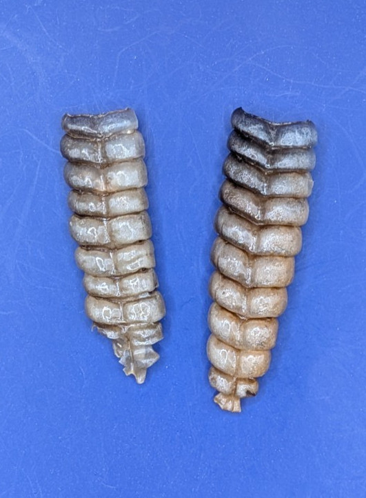 2 Nice Very Western Diamondback Rattlesnake Rattle #R6311