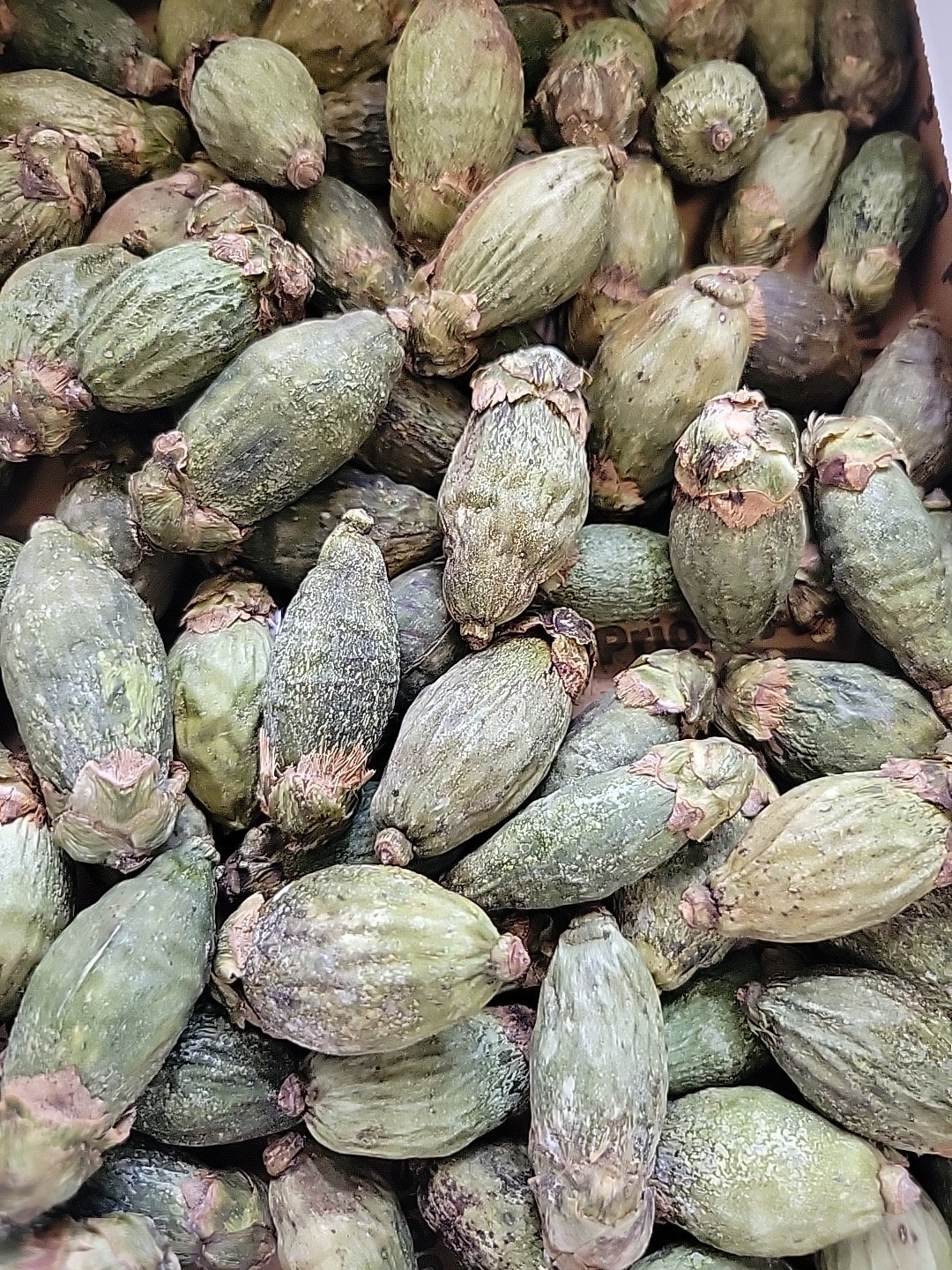 10Pcs Young Dried Betel Areca Nut Palm New Supari Catechu Free Limestone Paste