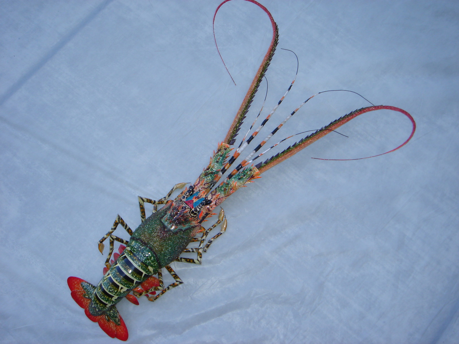 Hand made bamboo model big Lobster for wall decoration