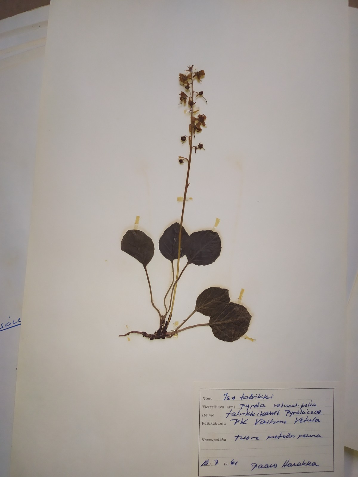 Antique Finnish Herbarium Botanical Pressed Plant specimens scrapbook 60's 50's