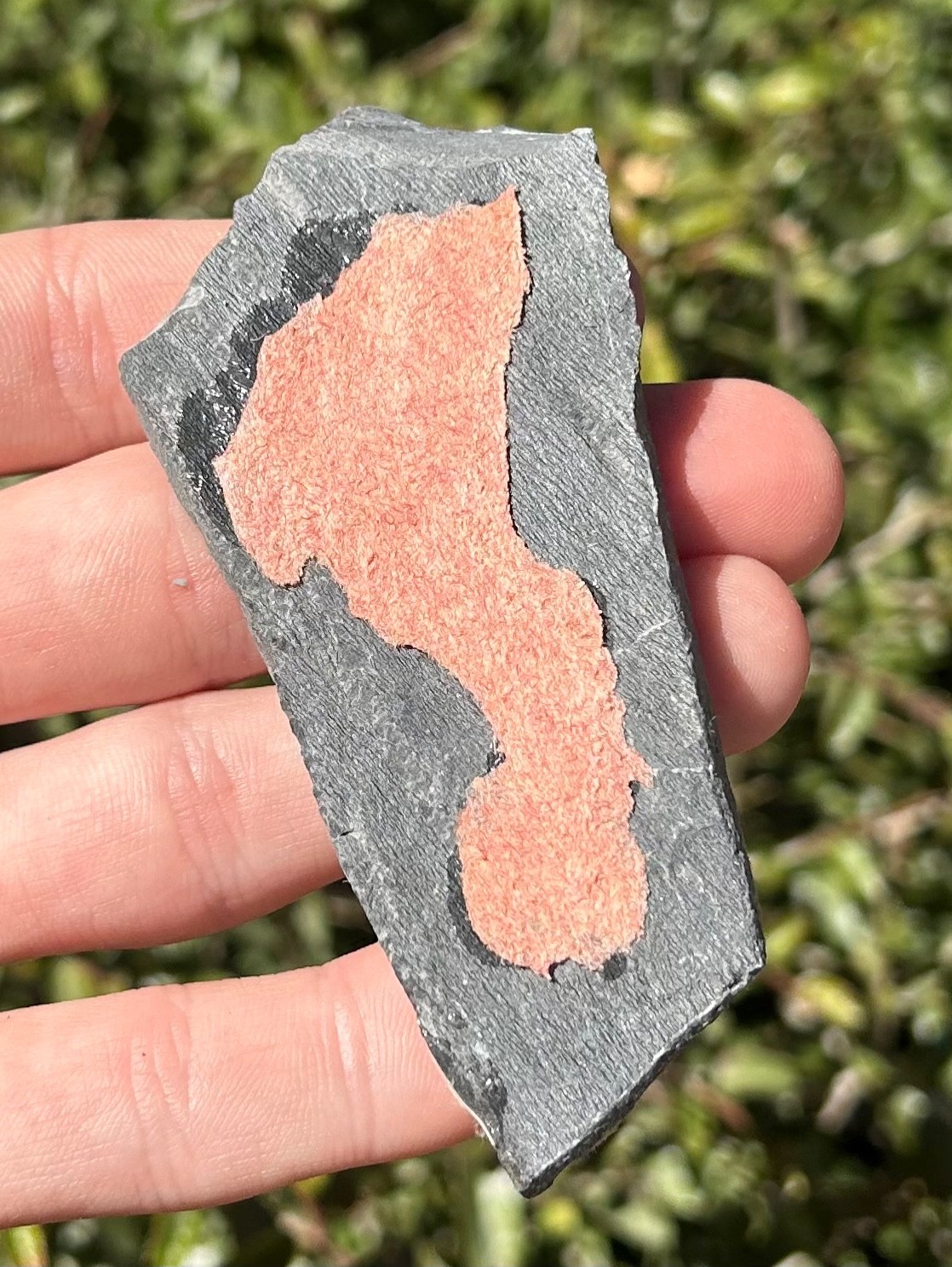 Washington Fossil Trilobite Metaline Formation Cambrian Bug in Matrix