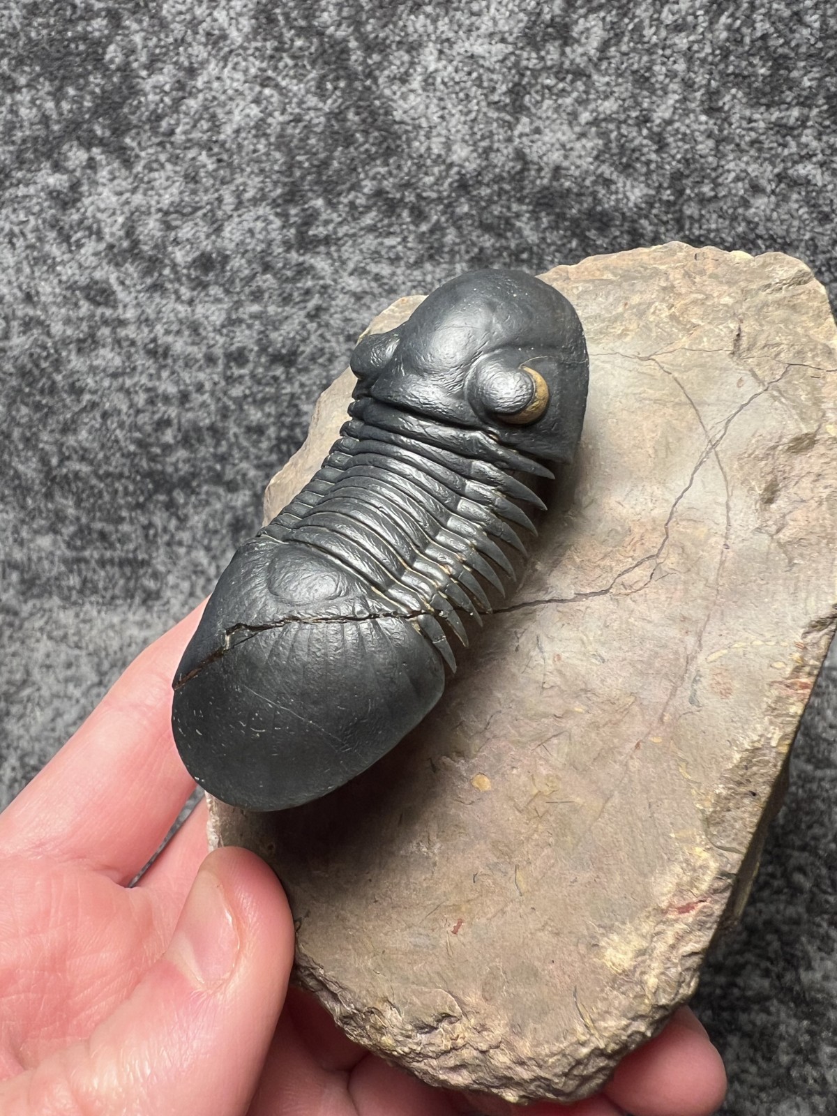 Paralejurus Trilobite Fossil – Flying Preparation with Rare Yellow Eyes