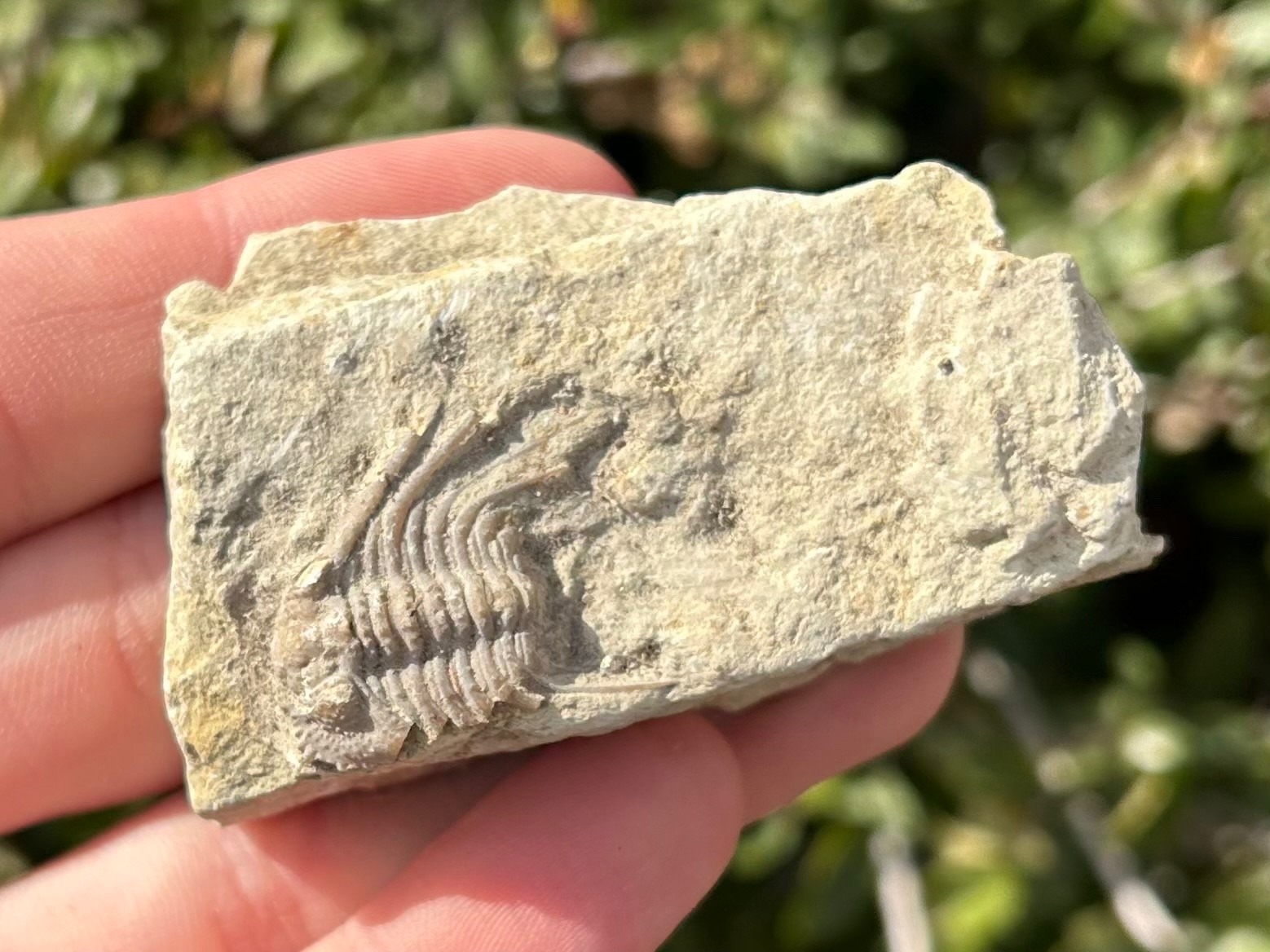 NICE Oklahoma Fossil Trilobite Kettneraspis williamsi Devonian Age Bug in Matrix