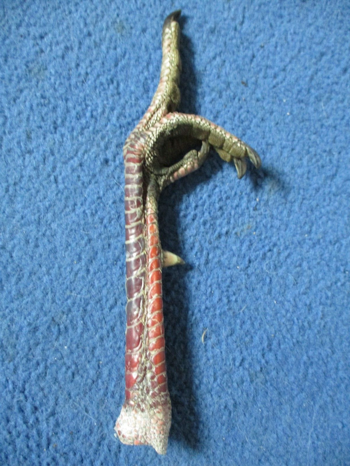 1 Real WILD TURKEY FOOT turkey flipping the bird art craft mount bird odd gift