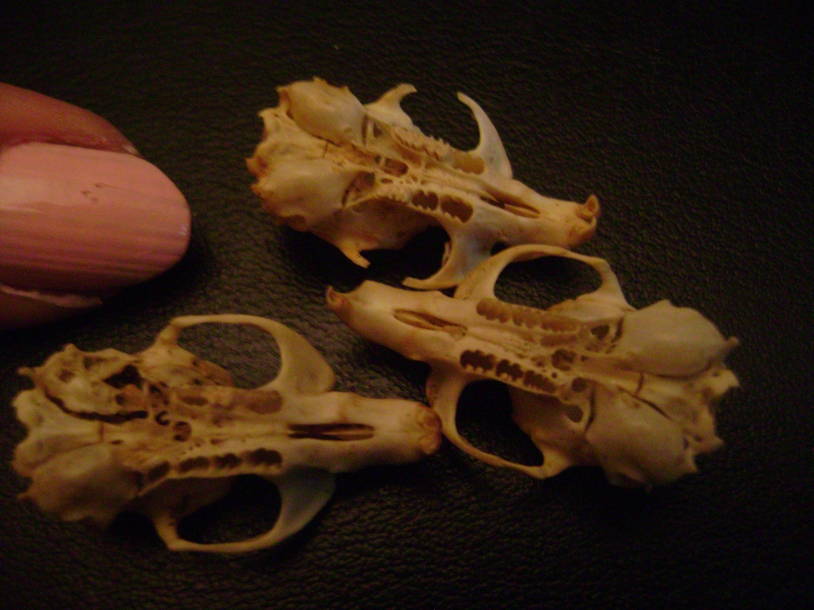 3 BLIND MICE real rat skulls HALLOWEEN CRAFTS taxidermy display BONES animal lot