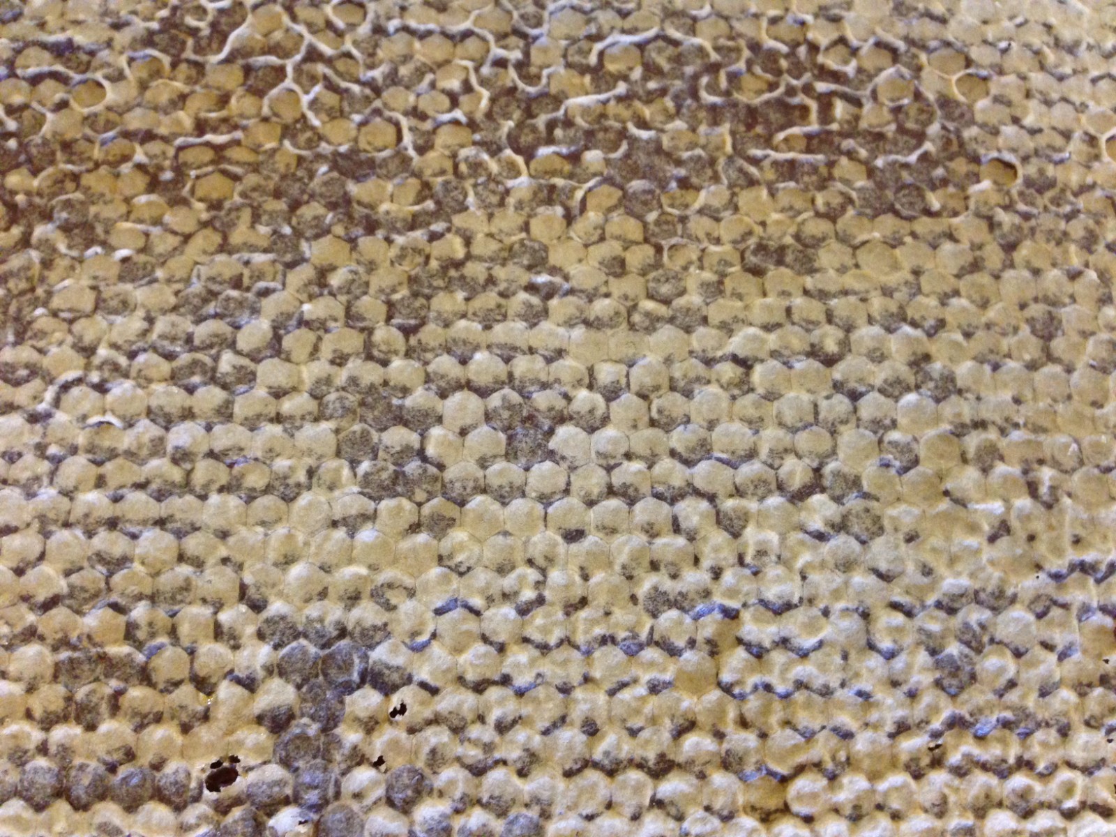 Raw Sourwood Honey North Georgia Mountains (16oz Pour Bottle)