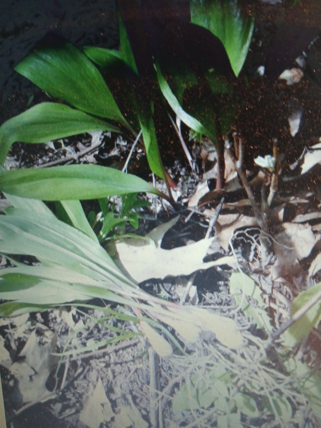 Wild Leeks / Ramps 2 Pound Gourmet Organic Spring Onion PRE ORDER DIGGING SOON