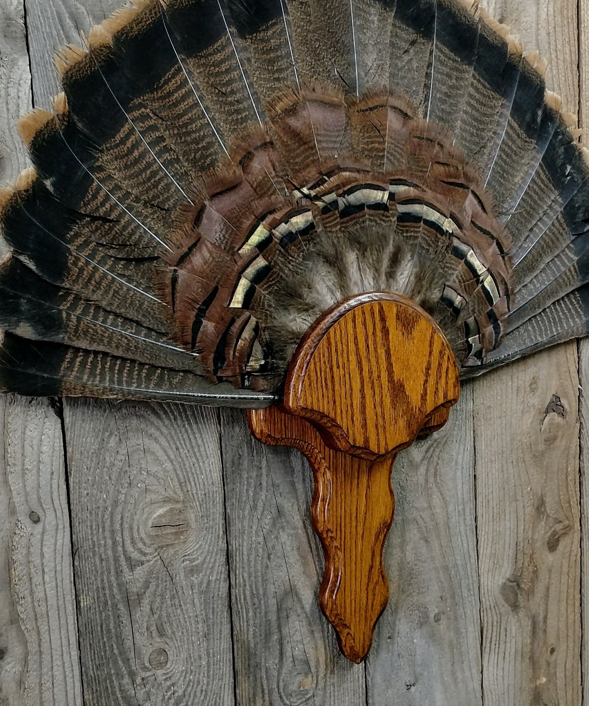OAK TURKEY TAIL FAN PANEL TROPHY PLAQUE TAXIDERMY DISPLAY