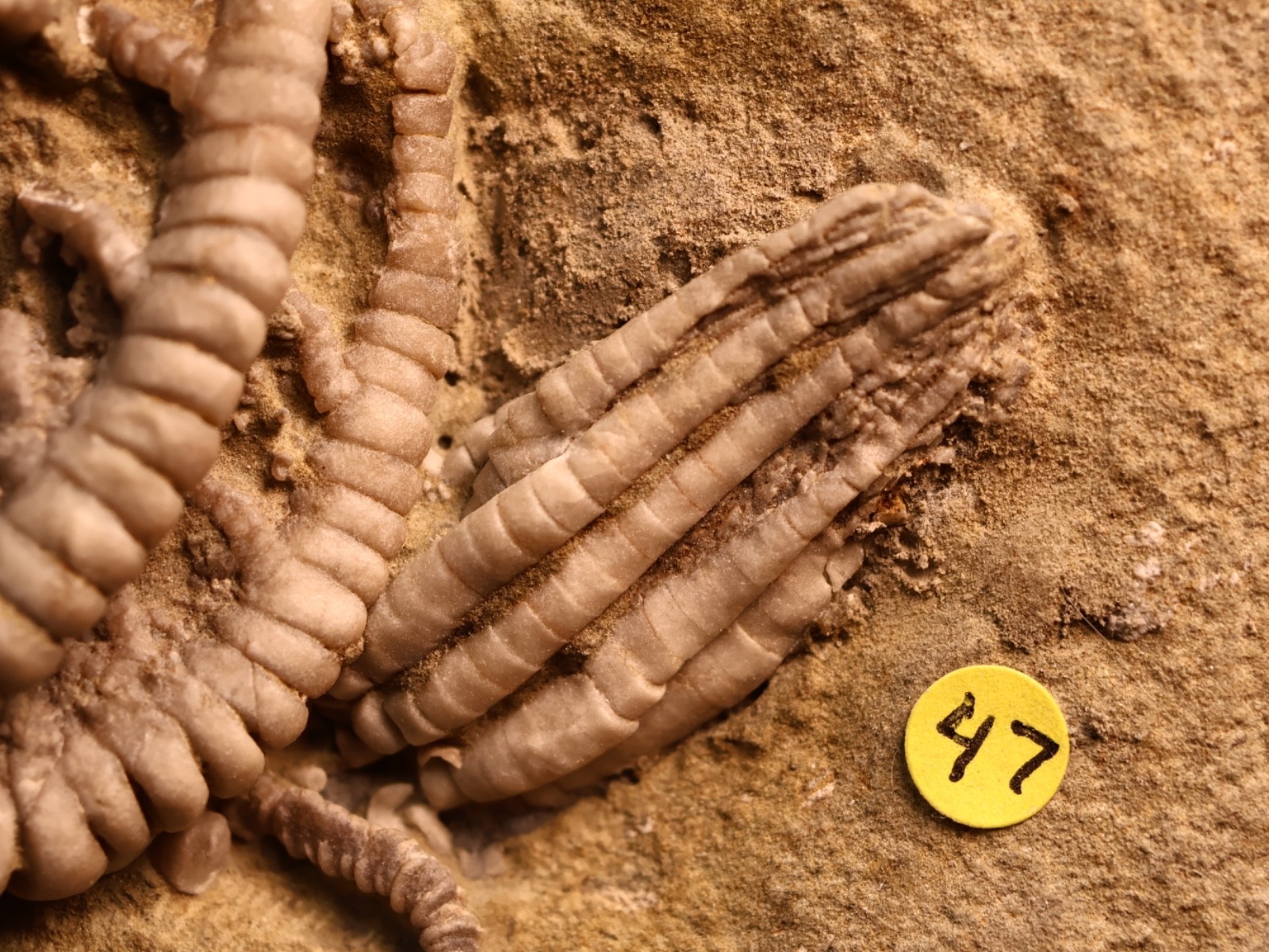 Vortex of Fossil Crinoids, Crawfordsville, IN