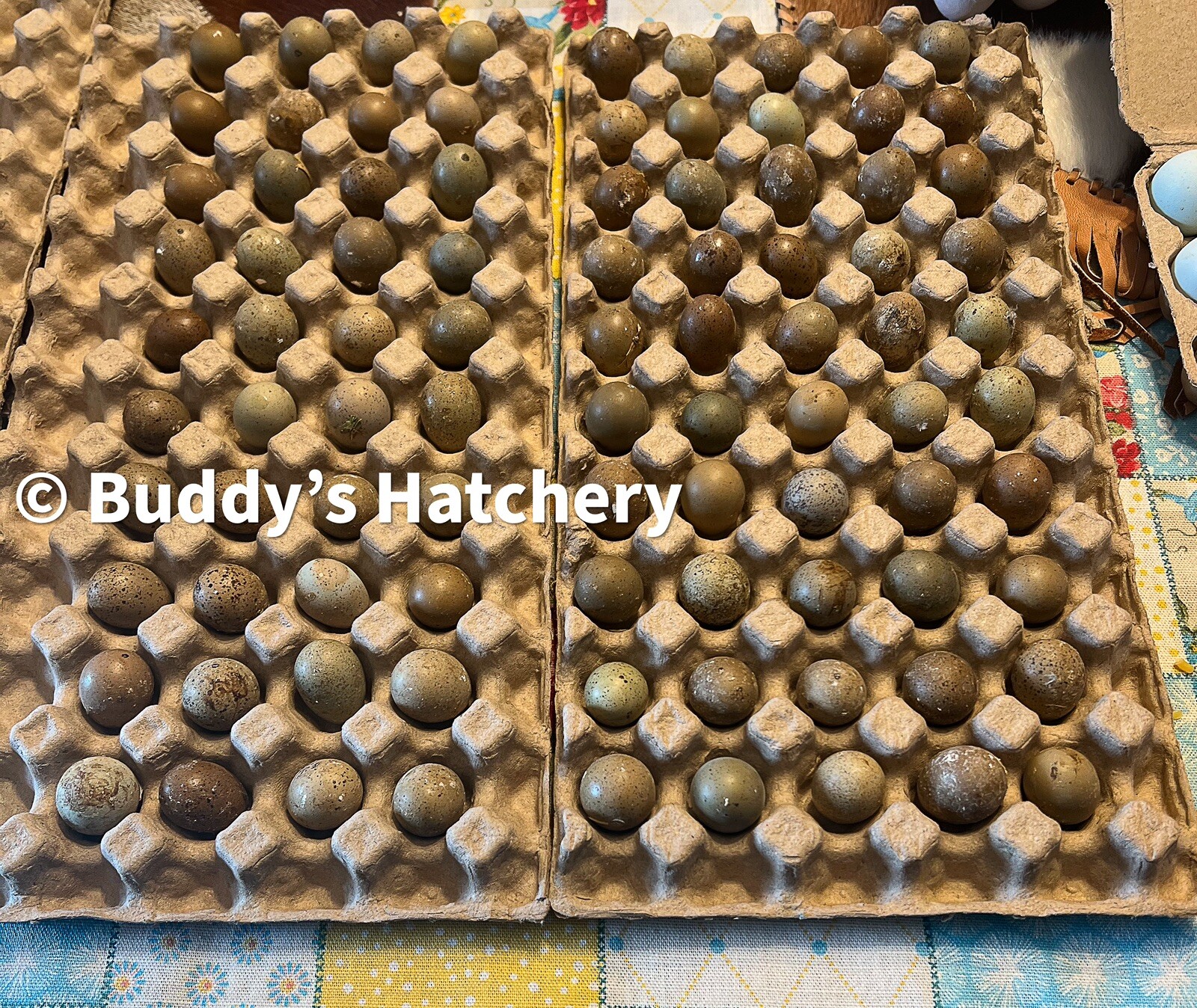 24 Button Quail Fertile Hatching Eggs Quail