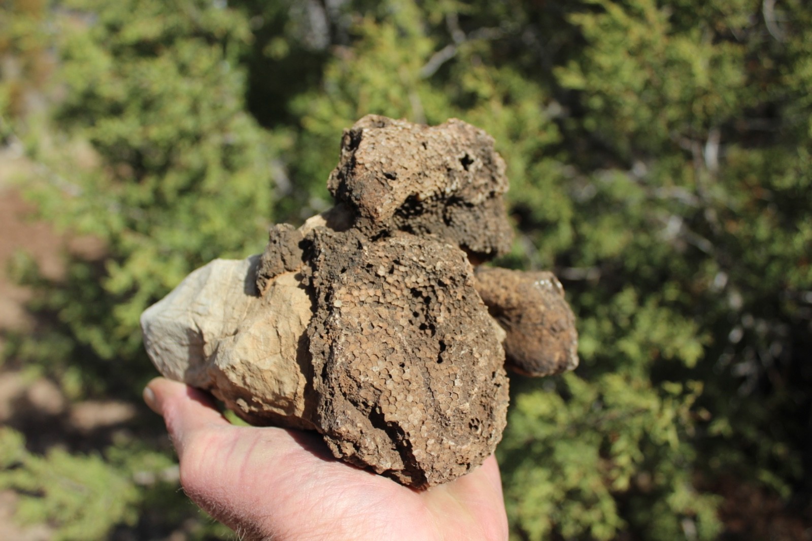 Fossil Beautiful HONEY COMB CORAL Favosites spp. Rare Locality ~ 400 Million
