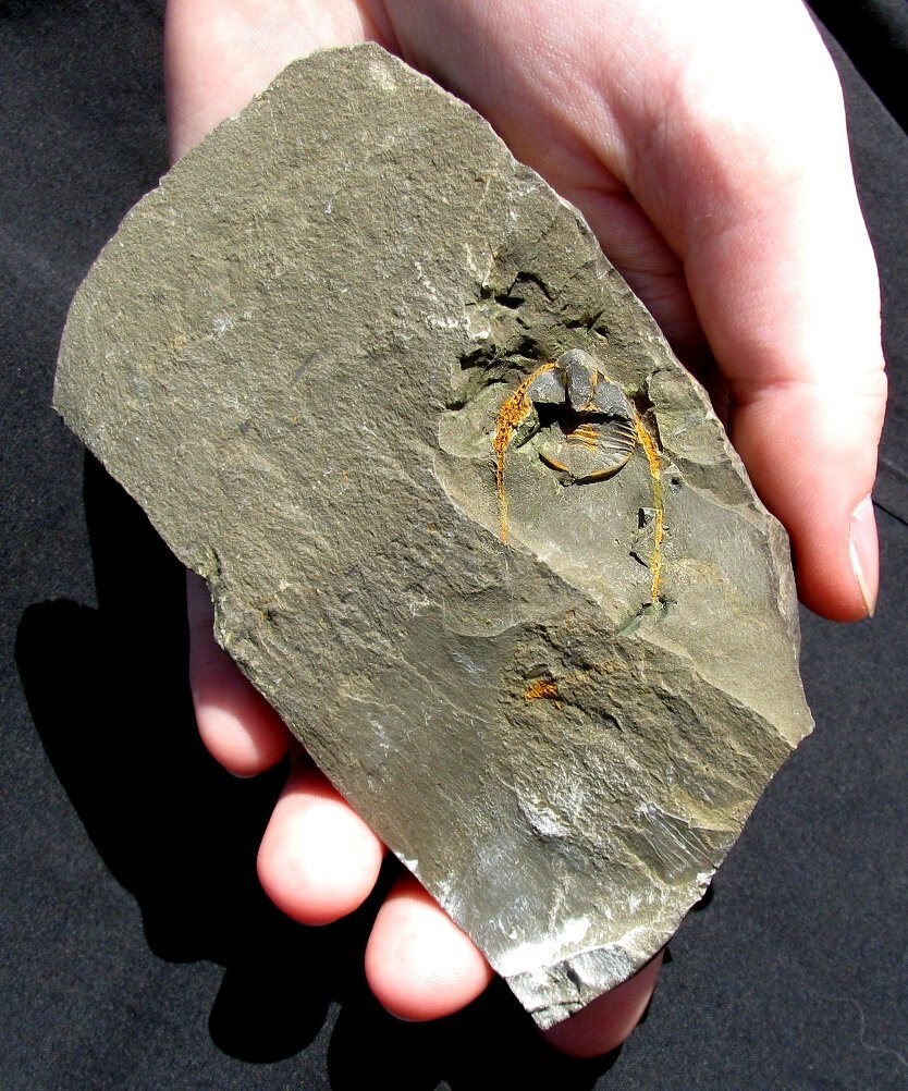 RARE SWATARA CRYPTOLITHUS TRILOBITE WITH TWO LONG GENAL SPINES - FOUND IN 1980's