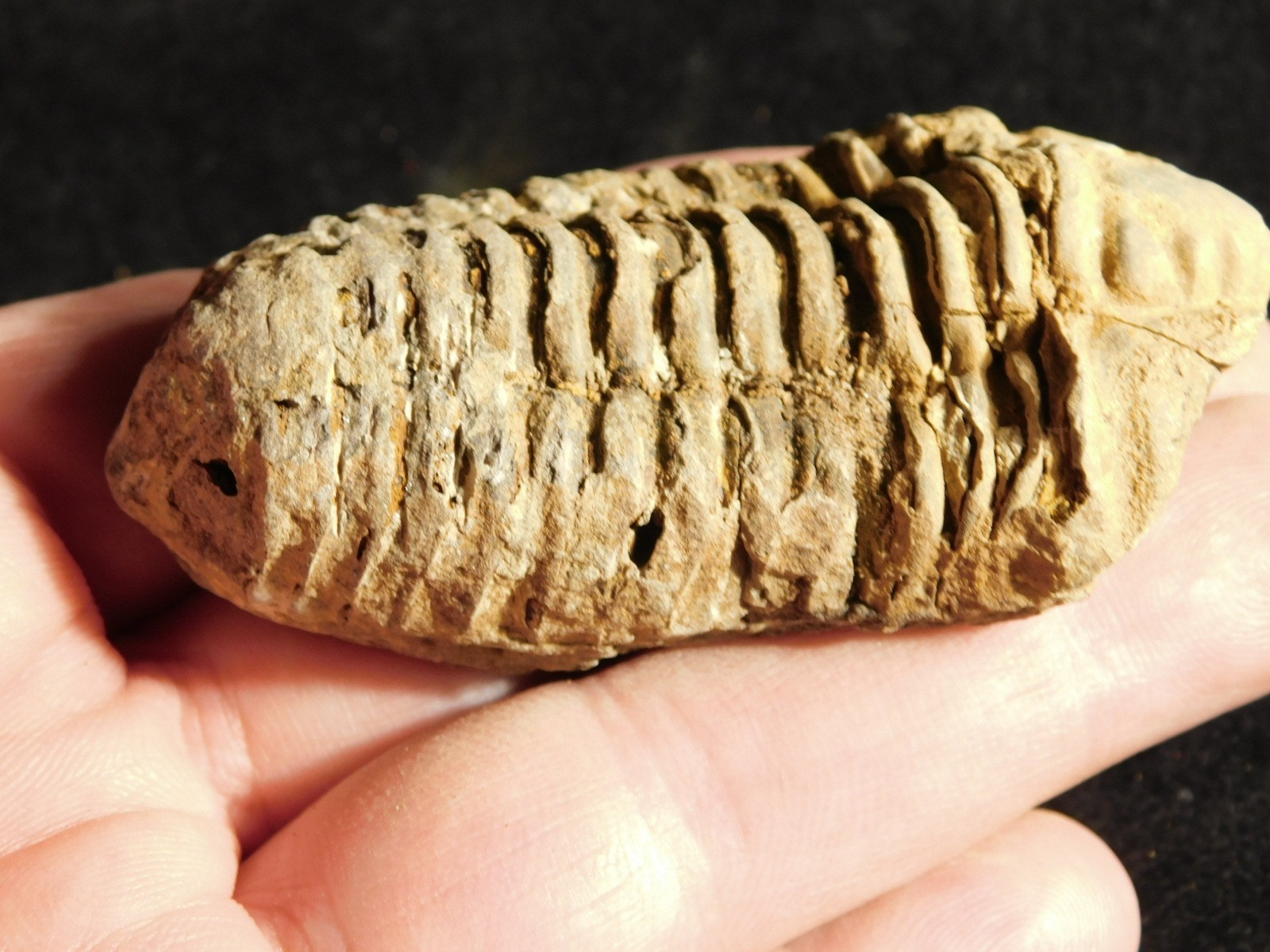 Big! 460 MILLION Year Old! Flexicalymene TRILOBITE Fossil Morocco 7.34