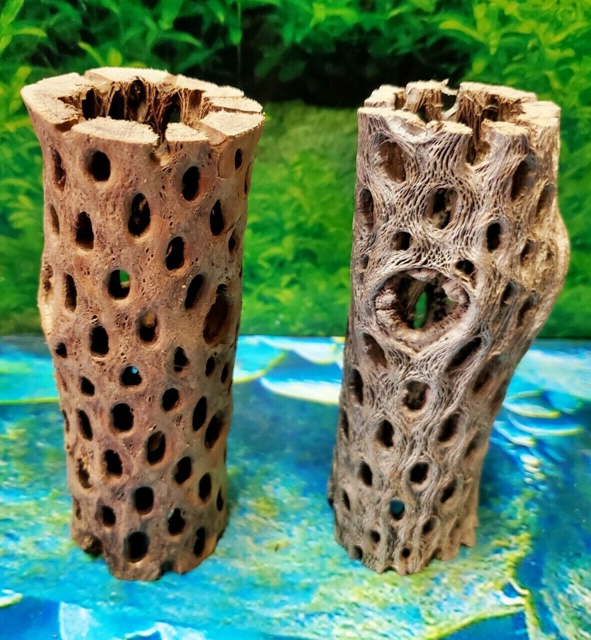 2 pcs of 6" inch TEDDY BEAR CHOLLA Wood Cactus | Aquarium, Terrarium Cave Tunnel
