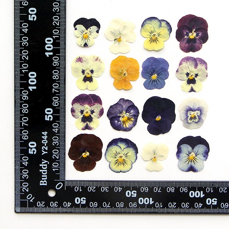 16PCS real Pressed dried Pansies/Violas flowers Collection FSS508