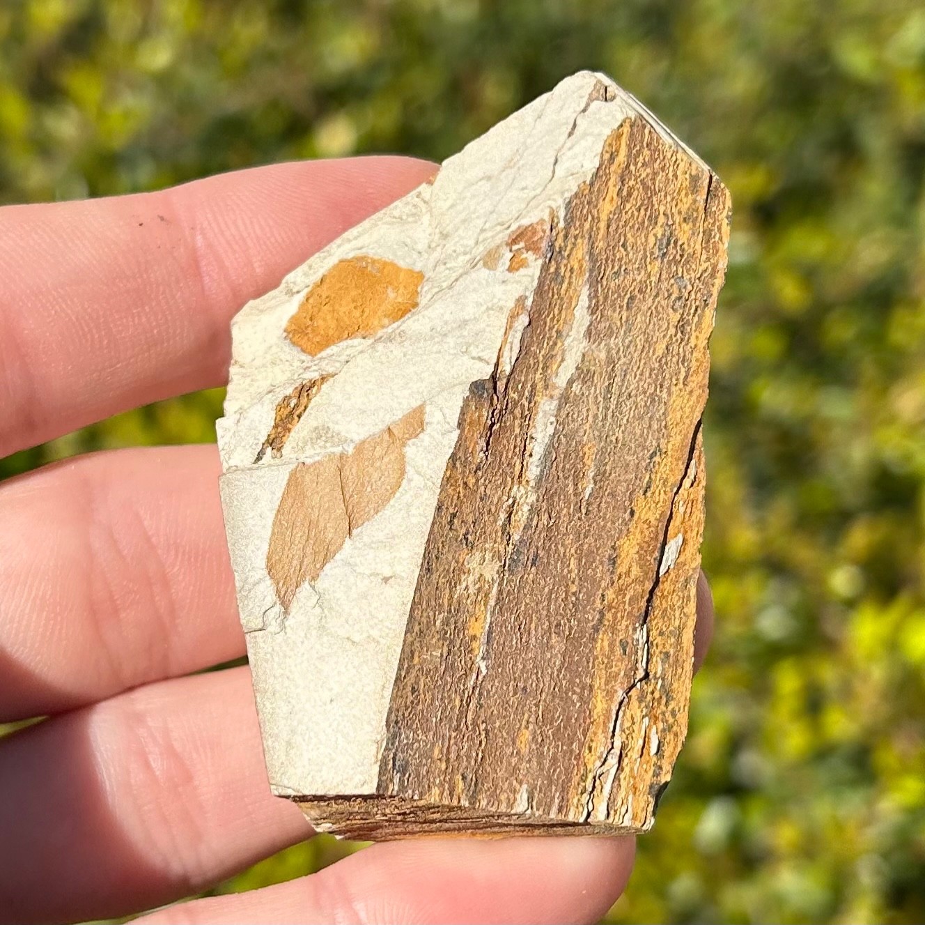 Georgia Fossil Trilobites Aphelaspis brachyphasis Conasauga Formation Cambrian