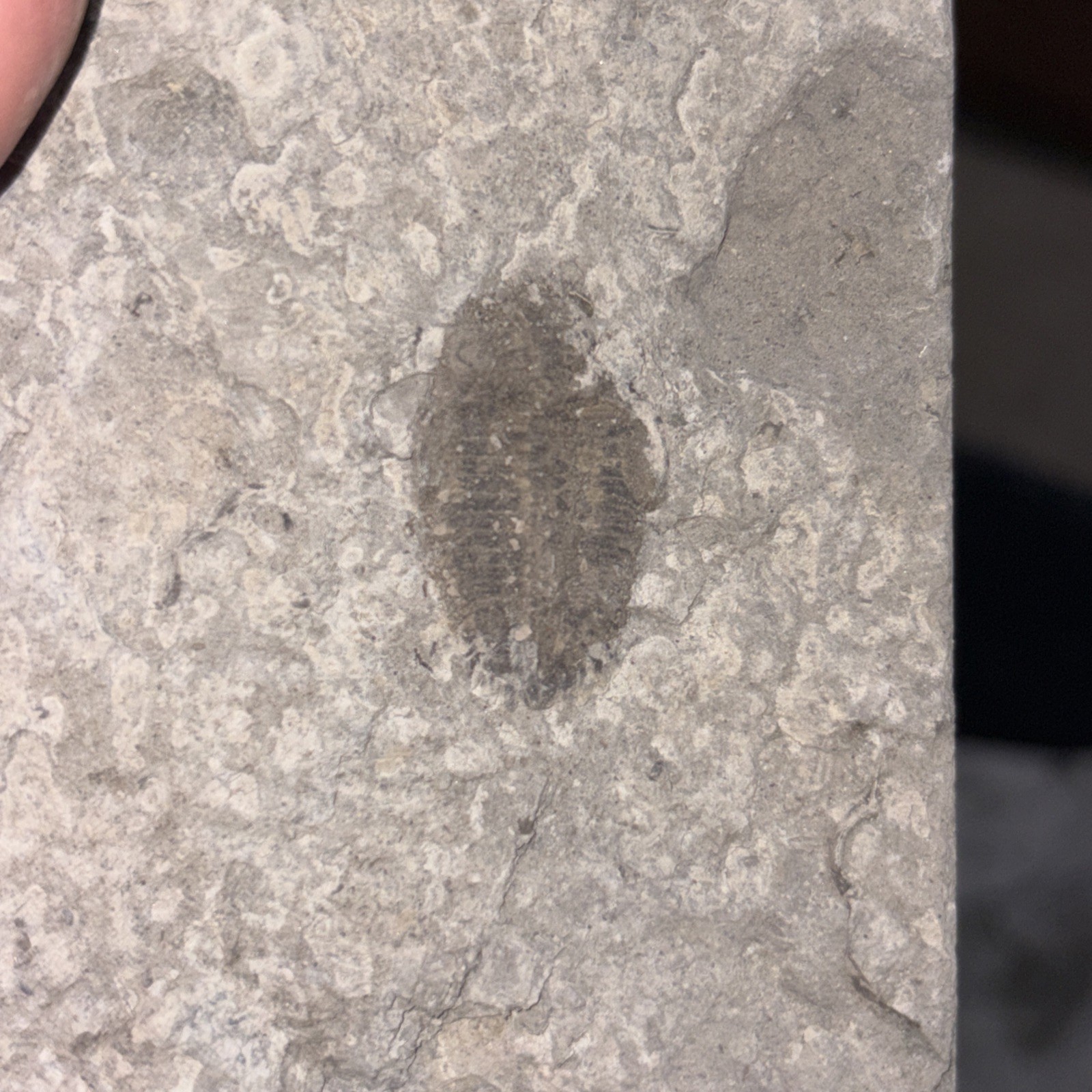 (4) Imperfect Greenops Trilobites Ledyard Shale Devonian NY