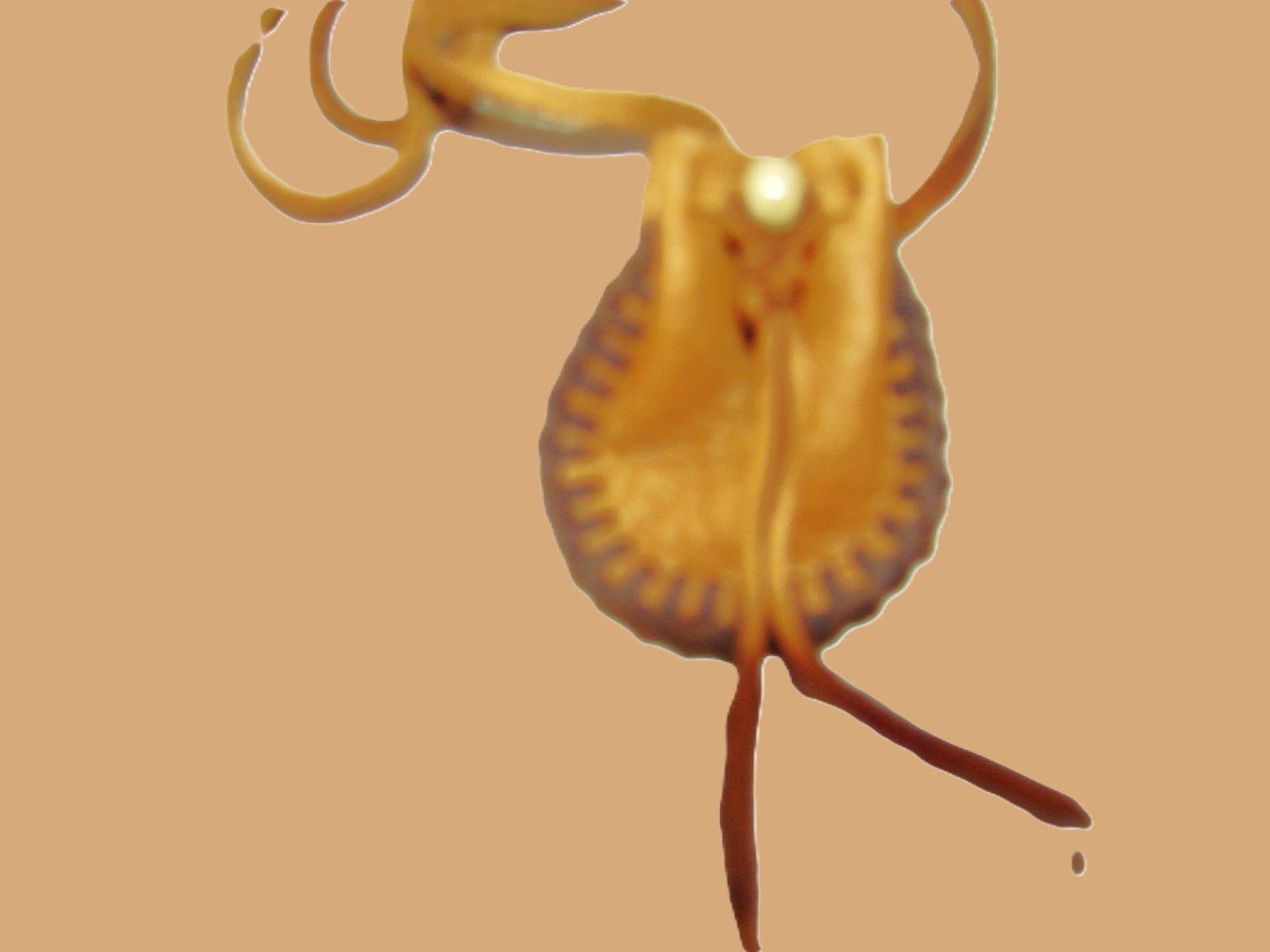 Native American Deerskin Leather Medicine Bag, Buckskin Necklace Pouch, 2"