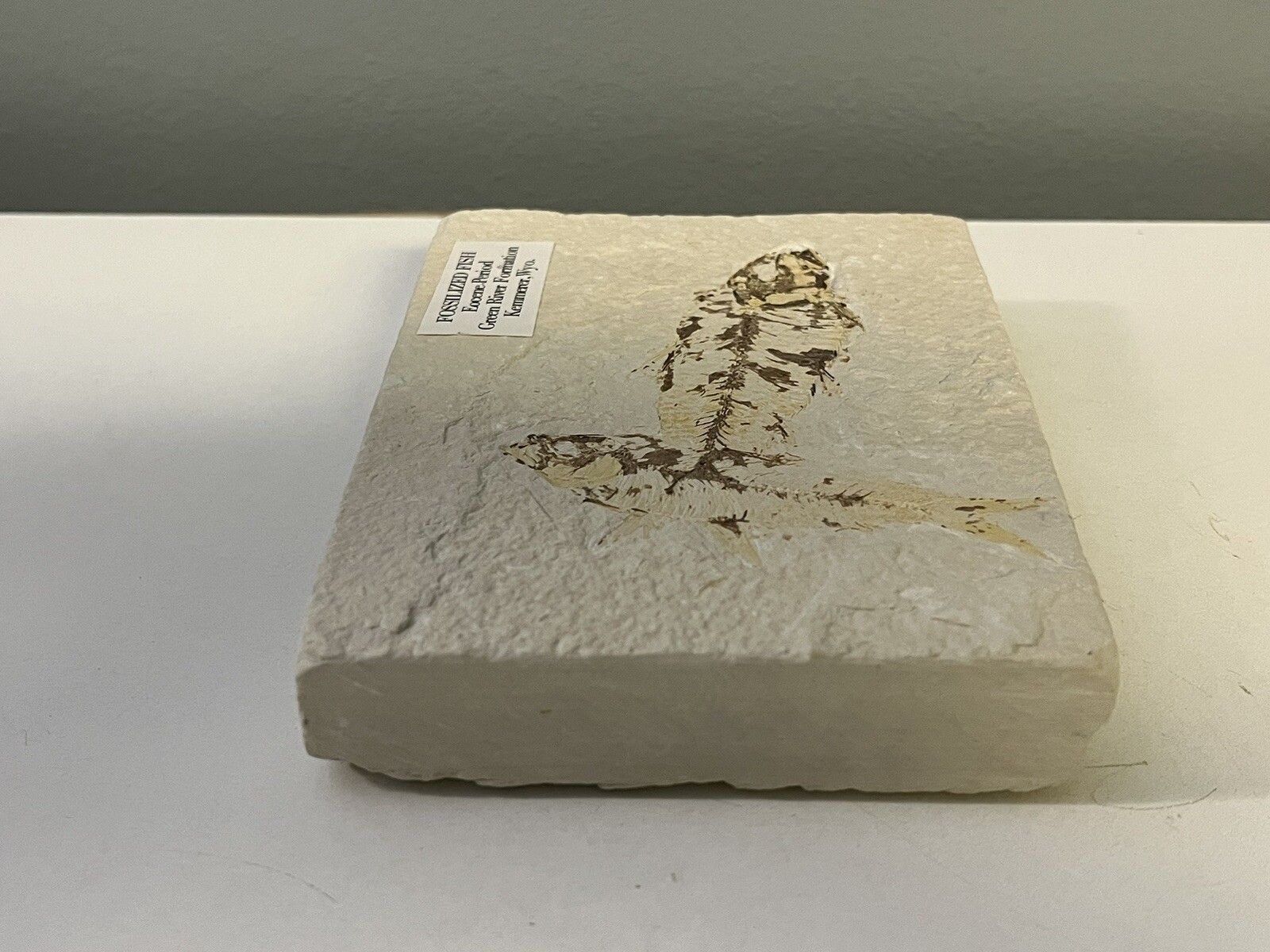 Fossil Fish Eocene Period - Green River Formation Kemmerer Wyoming Double Fossil