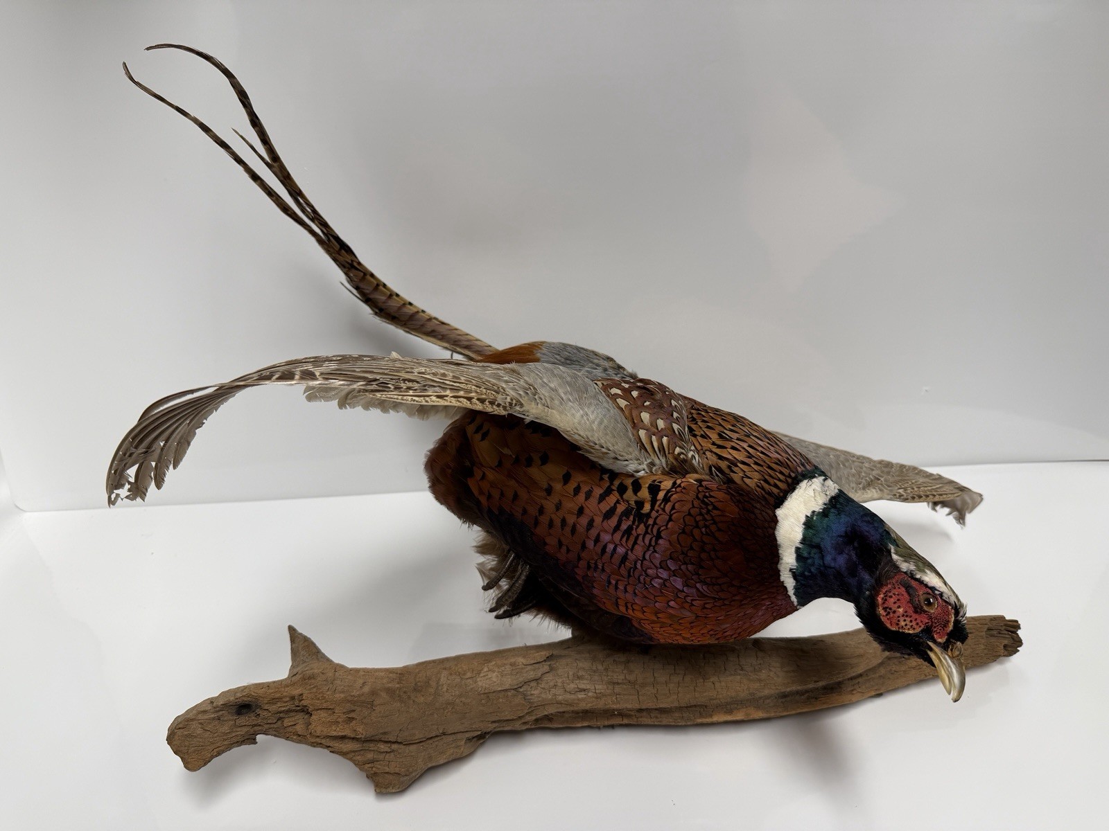 Pheasant Wall Mount Taxidermy Real Skin Flying Ring Neck Rooster On Wood Vintage