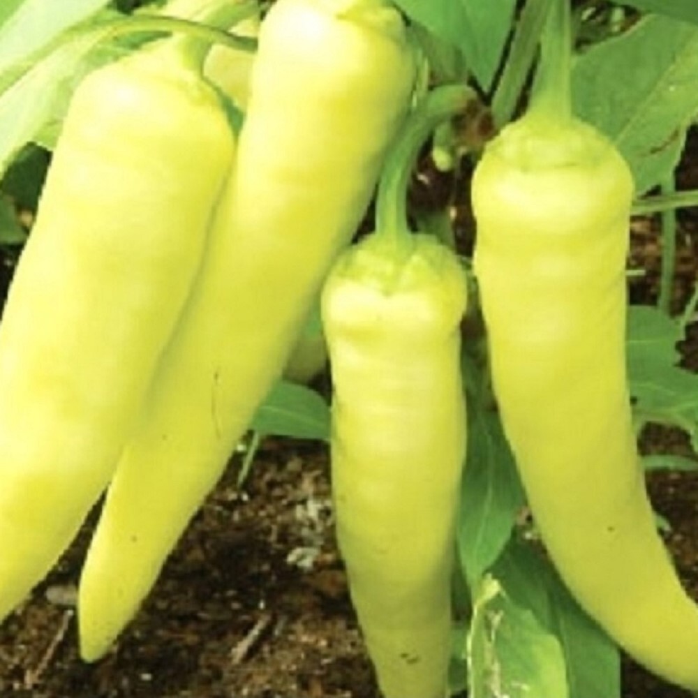 Sweet Banana Pepper Seeds  | NON-GMO Pepper Seeds | Fresh Heirloom Garden Seeds