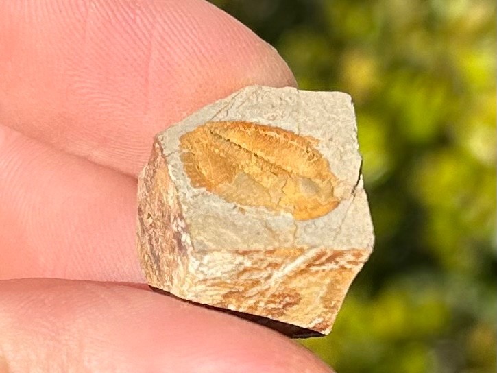 Georgia Fossil Trilobite Aphelaspis brachyphasis Conasauga Formation Cambrian