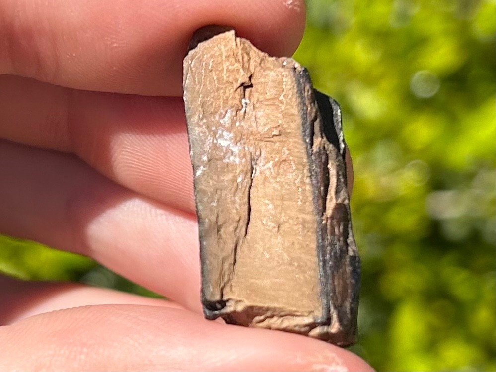 Fossil Giant Armadillo Tooth Holmesina Pleistocene Ice Age Mammal Florida